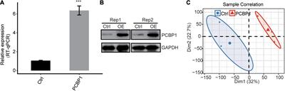 PCBP-1 Regulates the Transcription and Alternative Splicing of Inflammation and Ubiquitination-Related Genes in PC12 Cell